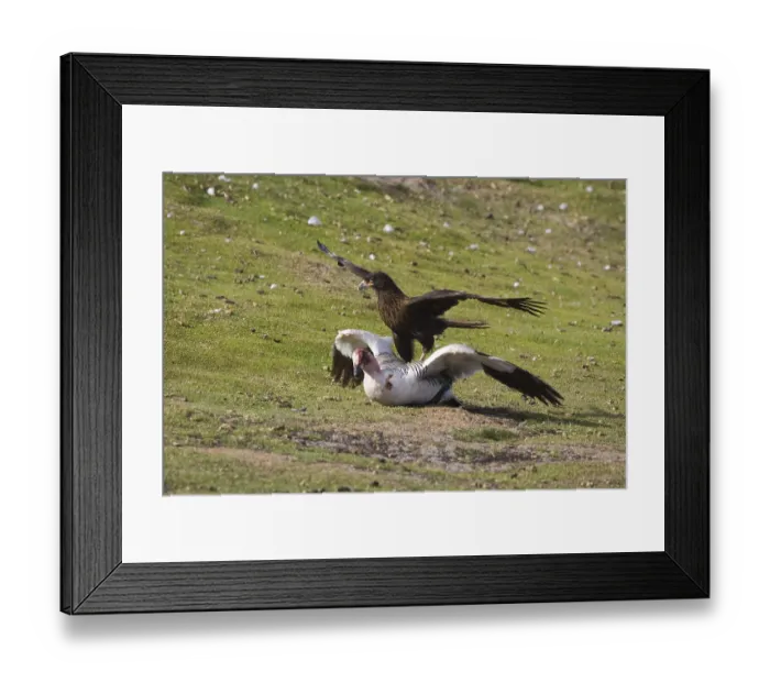 Framed Print : Striated Caracara (Phalcoboenus australis)