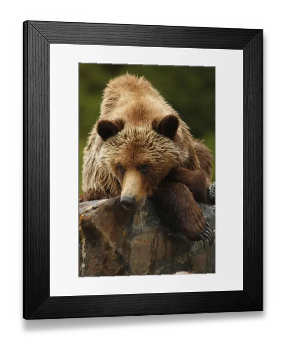 Framed Print : Grizzly bear, grizzly bears (Ursus arctos horribilis)