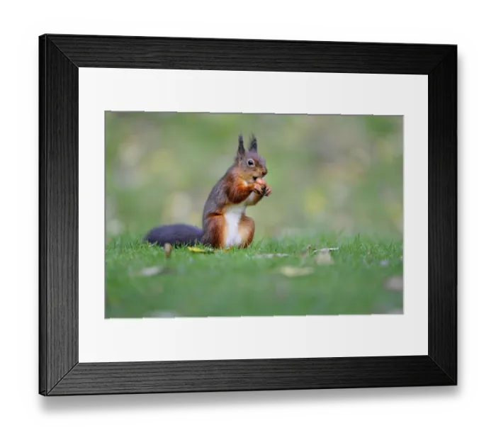 Framed Print : Eurasian red squirrel (Sciurus vulgaris) Framed Print : Eurasian red squirrel (Sciurus vulgaris)