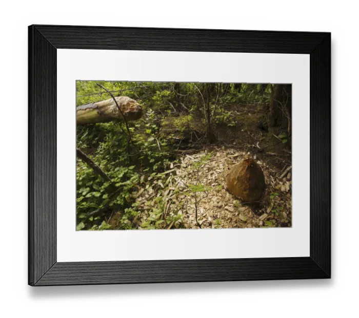 Framed Print : American Beaver (Castor canadensis) felled tree trunk