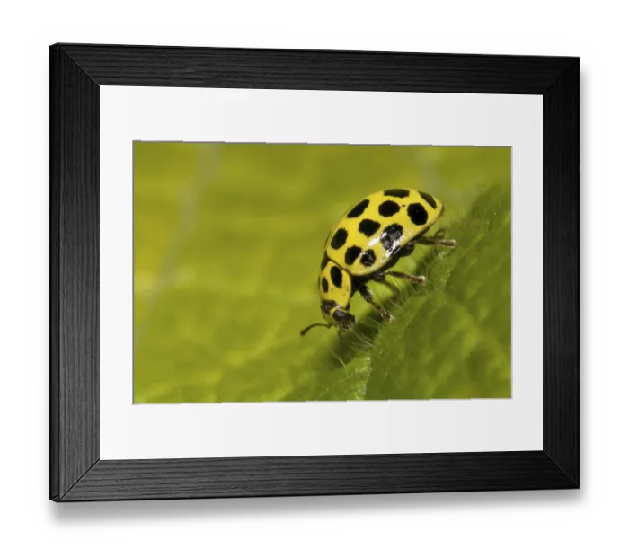 Framed Print : 22-spot ladybird (Psyllobora vigintiduopunctata)