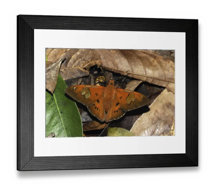 Framed Print : Skipper butterfly (Hesperiidae) Framed Print : Skipper butterfly (Hesperiidae)