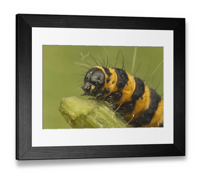 Framed Print : Cinnabar Moth (Tyria jacobaeae) caterpillar Framed Print : Cinnabar Moth (Tyria jacobaeae) caterpillar