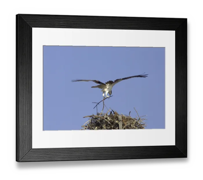 Framed Print : Osprey, Pandion haliaetus, flying to the nest with nesting material Framed Print : Osprey, Pandion haliaetus, flying to the nest with nesting material
