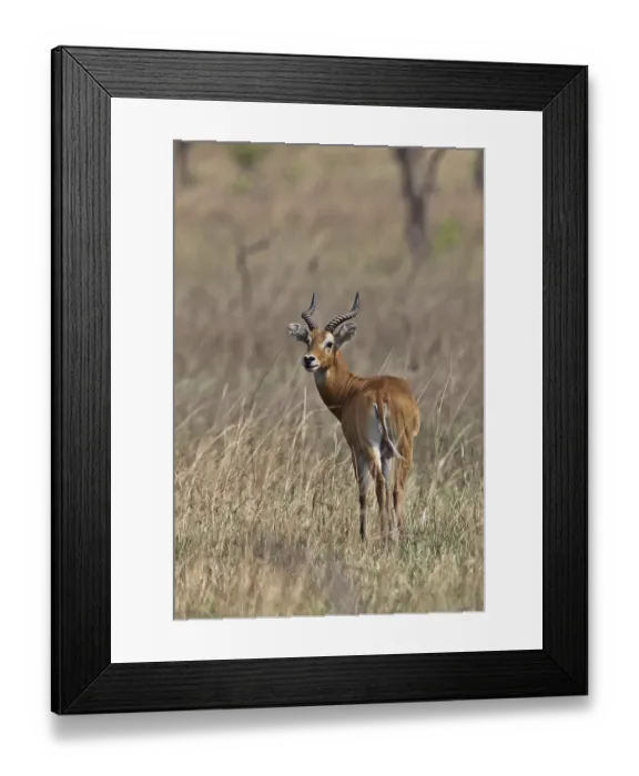 Framed Print : Buffon's Kob (Kobus kob kob) adult male Framed Print : Buffon's Kob (Kobus kob kob) adult male