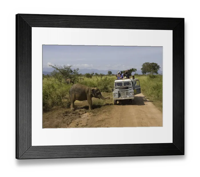 Framed Print : Asian Elephant, Indian Elephant Framed Print : Asian Elephant, Indian Elephant