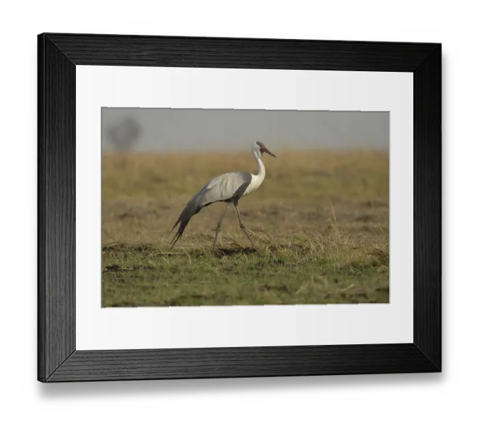 Framed Print : Wattled Crane, wattled cranes (Bugeranus carunculatus) Crane Framed Print : Wattled Crane, wattled cranes (Bugeranus carunculatus) Crane