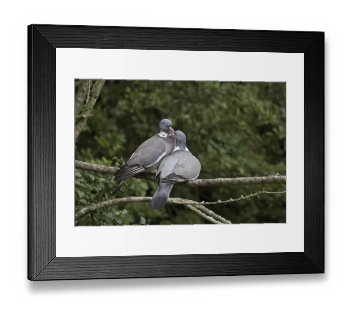 Framed Print : Wood Pigeon, Wood Doves, Pigeons Framed Print : Wood Pigeon, Wood Doves, Pigeons