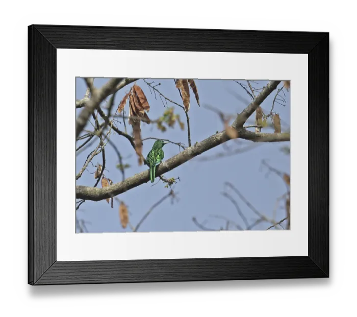 Framed Print : African Emerald Cuckoo (Chrysococcyx cupreus) adult