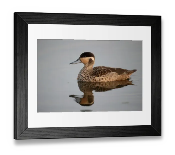 Framed Print : Hottentot teal (Anas) hottentota Framed Print : Hottentot teal (Anas) hottentota