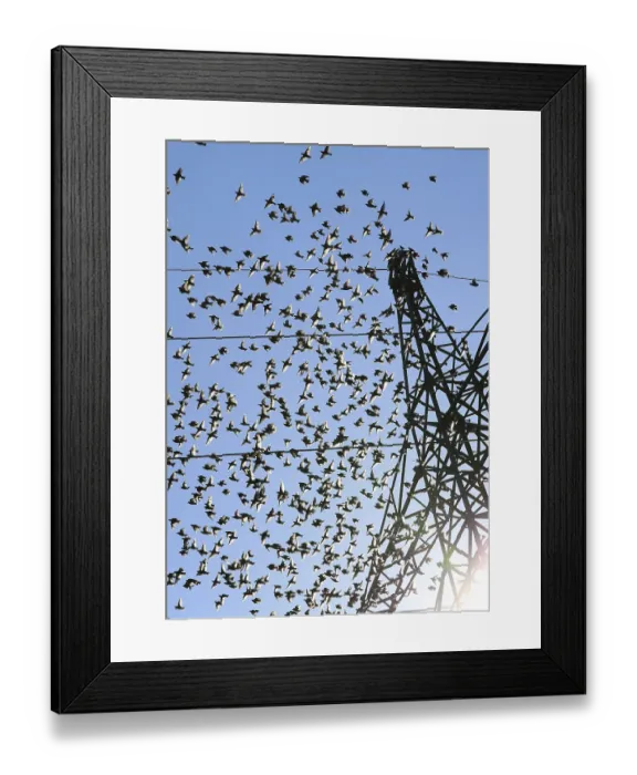Framed Print : Common starlings (Sturnus vulgaris)
