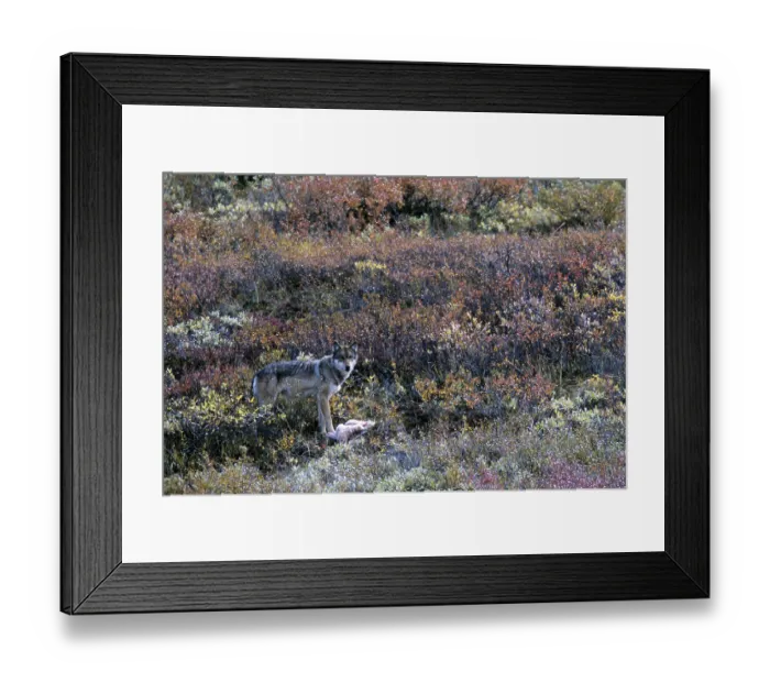 Framed Print : Wolf, medium-sized prey such as a Roe Deer or Dall Sheep killed by biting the throat (Mackenzie wolf)