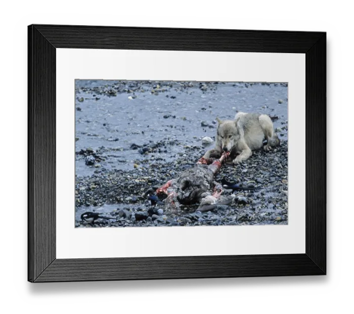 Framed Print : Wolf, intact packs rarely allow foreign wolves access (Mackenzie wolf) (Photo wolf mating at a caribou kill)