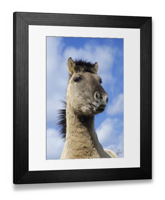 Framed Print : Konik, stallion portrait against the blue sky (forest tarpan-breeding back)