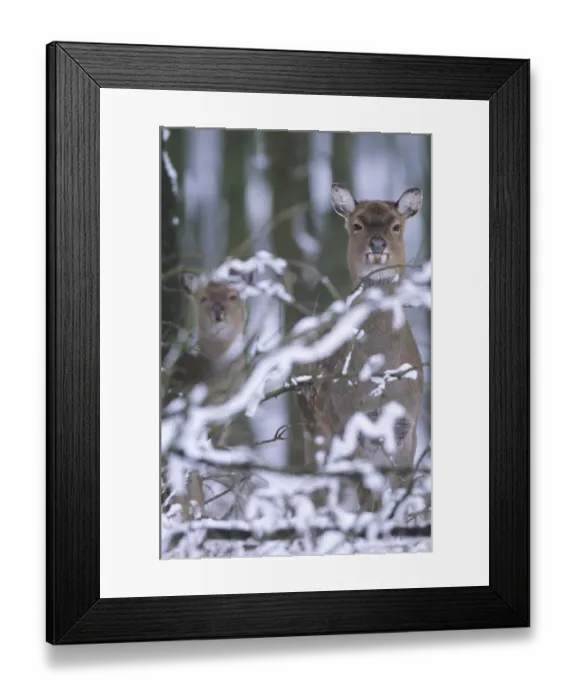 Framed Print : Subspecies: Dybowski sika deer (Cervus nippon)