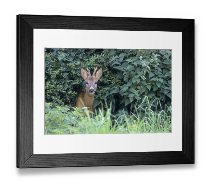 Framed Print : Roe Deer buck, yearling with abnormal antler watching the photographer (Roe Deer)
