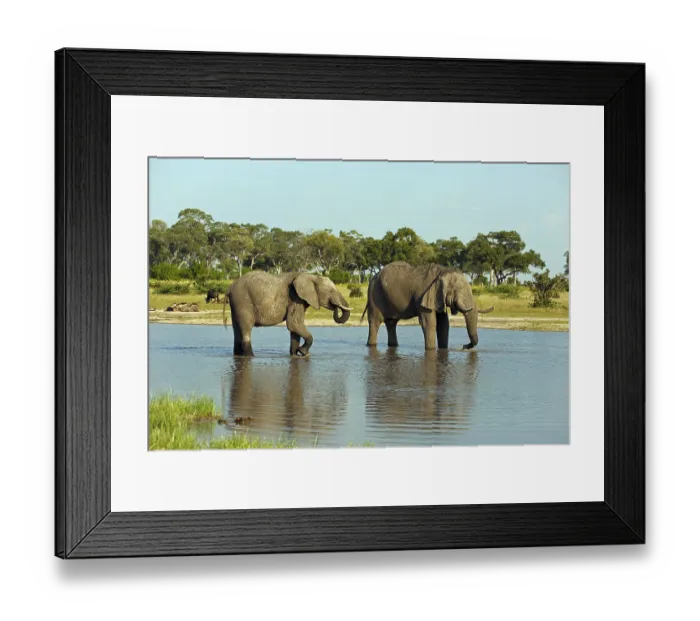 Framed Print : Elephants at the waterhole