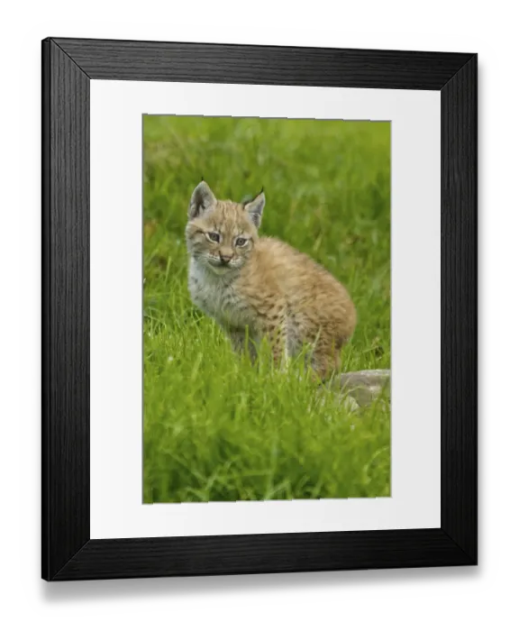 Framed Print : Eurasian lynx or eurasian lynx (Lynx lynx) Framed Print : Eurasian lynx or eurasian lynx (Lynx lynx)