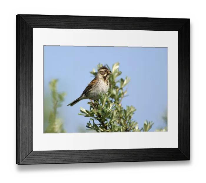 Framed Print : Reed bunting (Emberiza schoeniclus) Framed Print : Reed bunting (Emberiza schoeniclus)