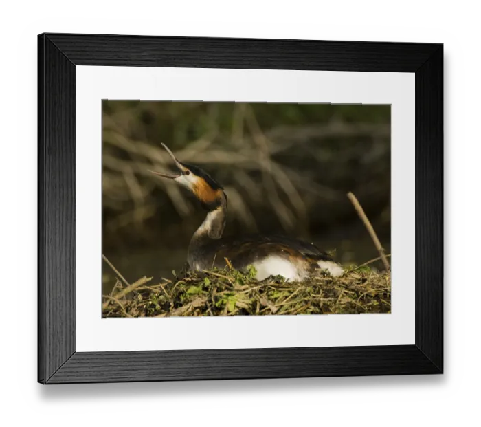 Framed Print : Great Crested Grebe (Podiceps cristatus)
