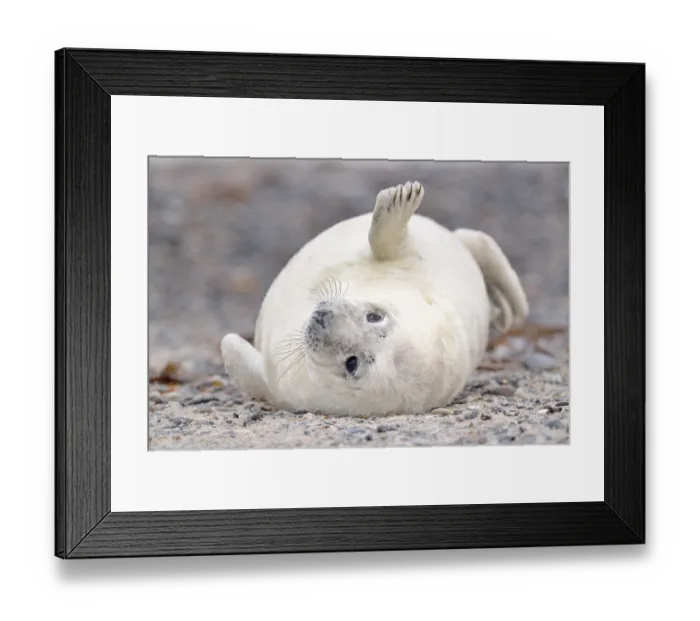 Framed Print : Young gray seal (Halichoerus grypus) on the beach