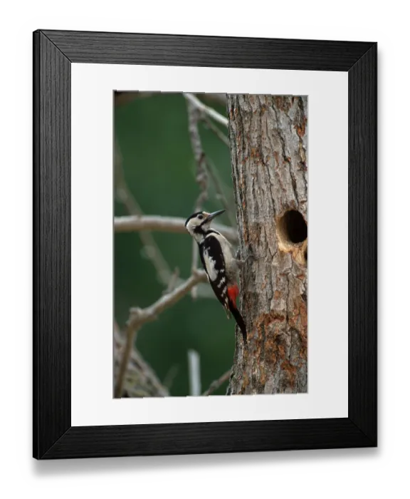 Framed Print : Syrian Woodpecker (Dendrocopos syriacus) Framed Print : Syrian Woodpecker (Dendrocopos syriacus)