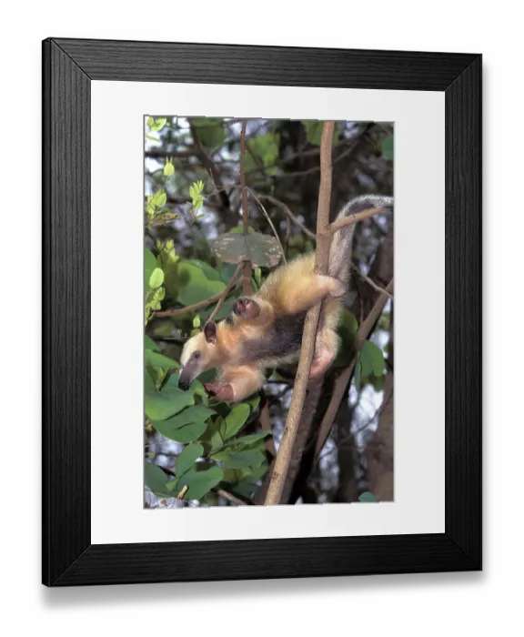Framed Print : Southern Anteater (tamandua tetradactyla)