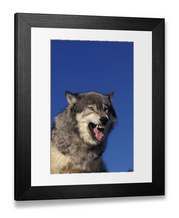 Framed Print : North American Grey Wolf (canis lupus occidentalis)