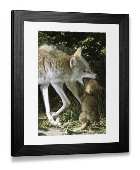 Framed Print : Coyote (canis latrans), mother with cubs, Montana