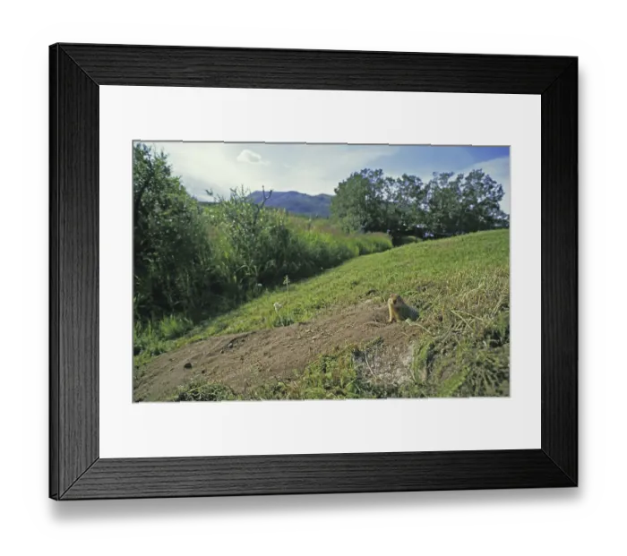 Framed Print : Black-tailed prairie dog (cynomys ludovicianus) Framed Print : Black-tailed prairie dog (cynomys ludovicianus)