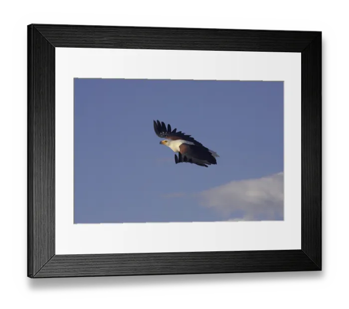 Framed Print : African fish eagle (haliaeetus vocifer) Framed Print : African fish eagle (haliaeetus vocifer)