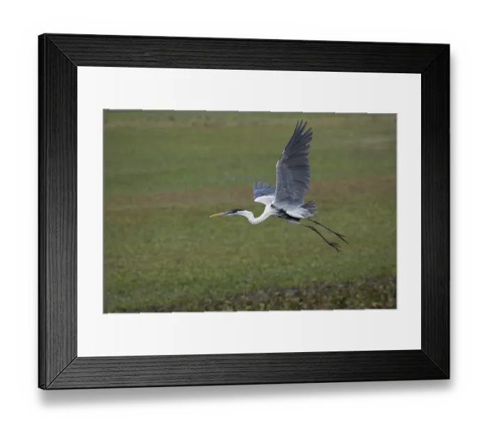 Framed Print : Cocoi heron (ardea cocoi), adult in flight
