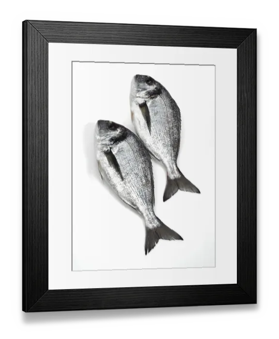 Framed Print : Gilthead sea bream, dorado, dorade
