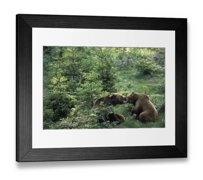 Framed Print : Brown Bear (ursus arctos) Framed Print : Brown Bear (ursus arctos)