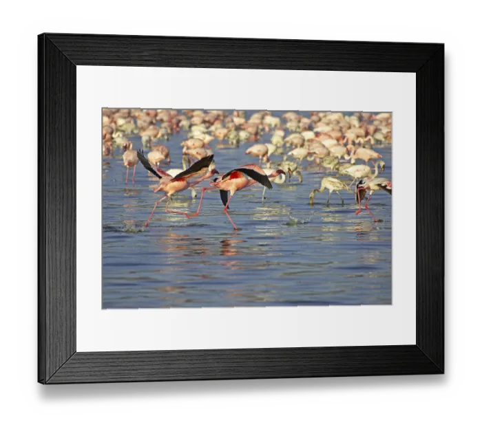 Framed Print : LESSER FLAMINGO (phoenicopterus minor) Framed Print : LESSER FLAMINGO (phoenicopterus minor)
