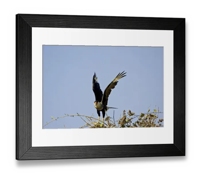 Framed Print : Crested Caracara (caracara cheriway)