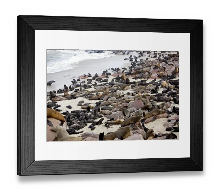 Framed Print : South African Fur Seal (arctocephalus pusillus)