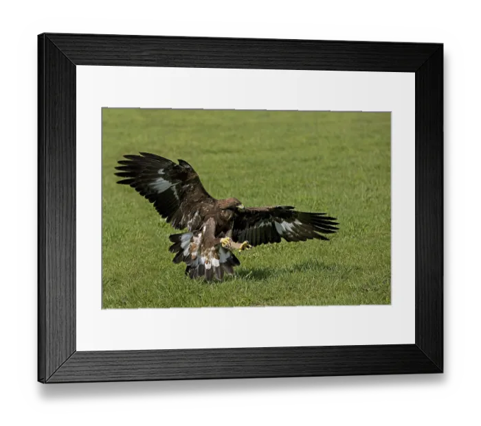 Framed Print : GOLDEN EAGLE (aquila chrysaetos) Framed Print : GOLDEN EAGLE (aquila chrysaetos)