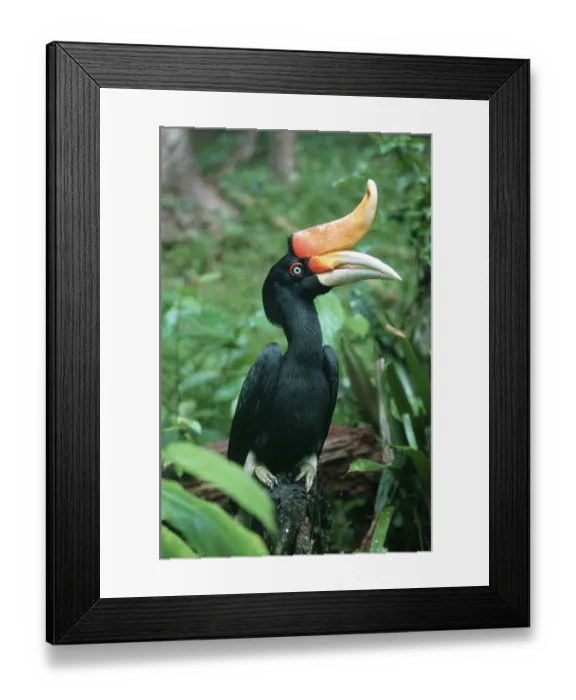 Framed Print : Rhinoceros Hornbill (Buceros rhinoceros)