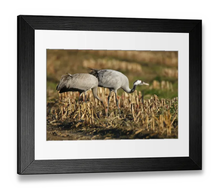 Framed Print : Eurasian cranes (Grus grus) on a stubblefield