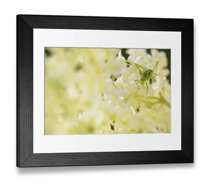 Framed Print : Speckled bush-cricket (Leptophyes punctatissima)
