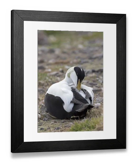 Framed Print : Eider (Somateria mollissima), male preening