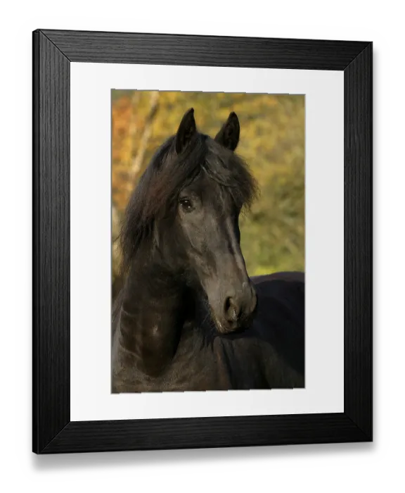 Framed Print : Frisian Friesian