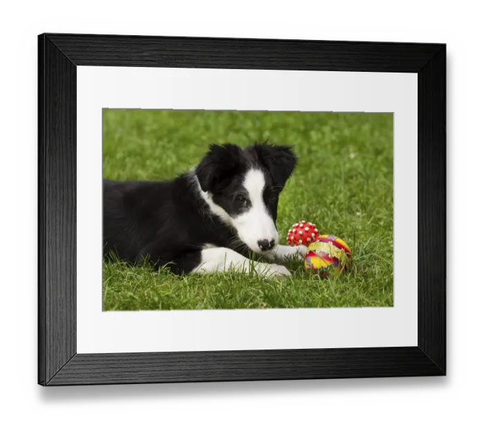 Framed Print : Border Collie, puppy, playing with ball on grass Framed Print : Border Collie, puppy, playing with ball on grass