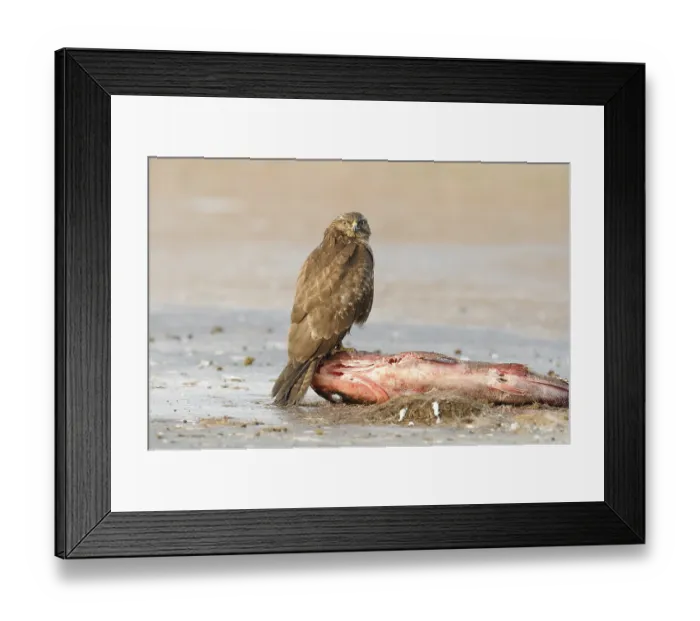 Framed Print : Common Buzzard (Buteo buteo) perched on a dead fish Framed Print : Common Buzzard (Buteo buteo) perched on a dead fish