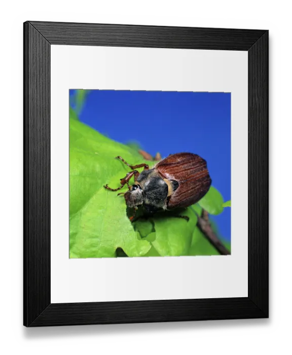 Framed Print : Cockchafer (Melolontha melolontha), Cockchafer