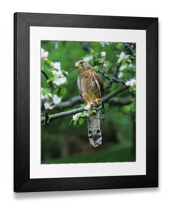 Framed Print : Eurasian Kestrel (Falco tinnunculus)