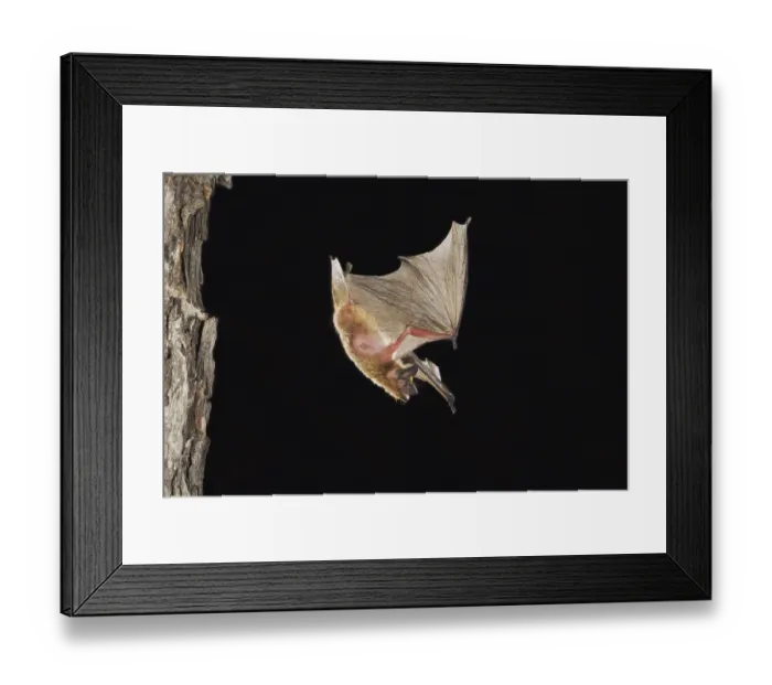 Framed Print : Evening Bat (Nycticeius humeralis)