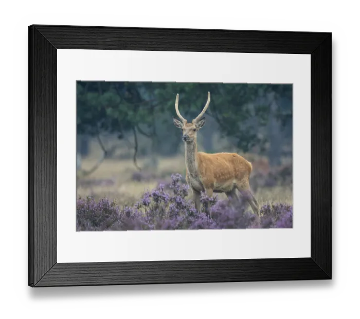 Framed Print : Red deer (Cervus elaphus), Hooge Veluwe National Park Framed Print : Red deer (Cervus elaphus), Hooge Veluwe National Park