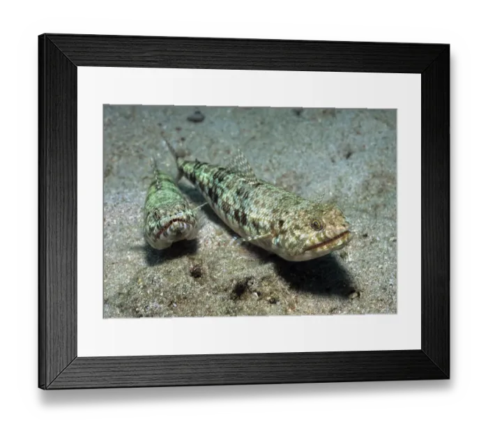Framed Print : Variegated lizardfish (Synodus variegatus) Framed Print : Variegated lizardfish (Synodus variegatus)